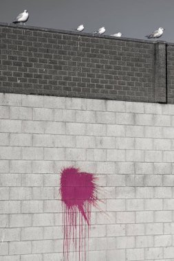 Beton ve tuğla bir duvarın siyah ve beyaz görüntüsü, renkli kırmızı boya sıçraması, deniz kuşları parlak bulutsuz bir gökyüzü arka planında duvara tünemiş