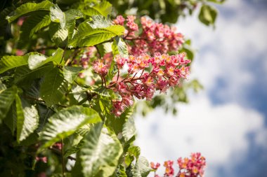 Pembe çiçekli çukur ağacı