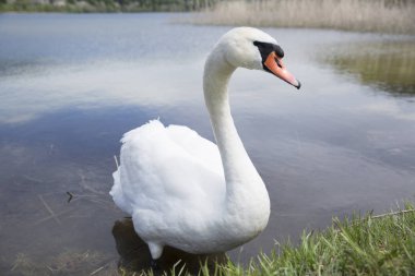 Yeşil kıyının yanındaki gölde kuğu.