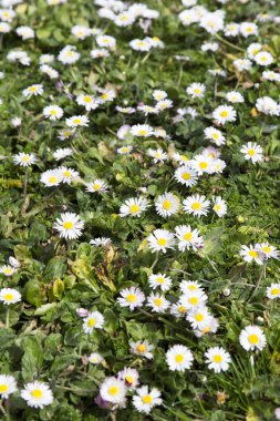 Çiçek açan öküz gözlü papatya çiçekleriyle yeşil çayır.