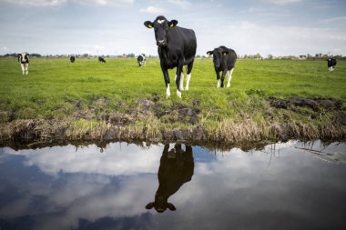 Hollanda Holstein süt tarlada otlatma, Hollanda