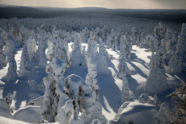 Invierno Finlandés Paisaje Nevado —  Fotos de Stock