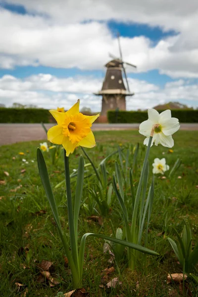 Primavera Nos Países Baixos Narciso Moinho Vento Segundo Plano — Fotografia de Stock