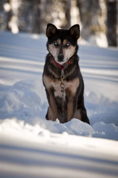 Perro Husky Nieve —  Fotos de Stock