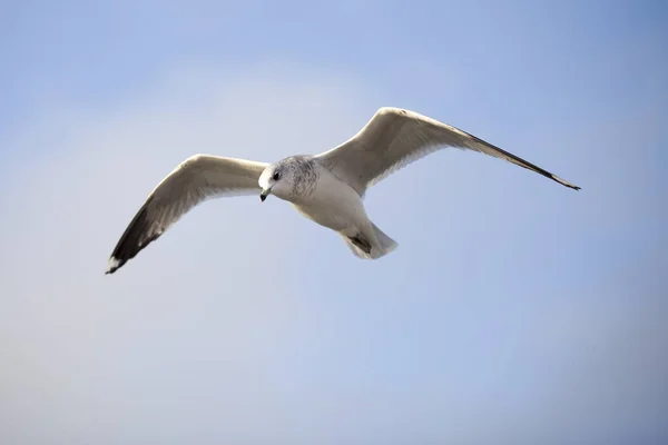 Uccello Marino Che Vola Contro Cielo Blu — Foto Stock