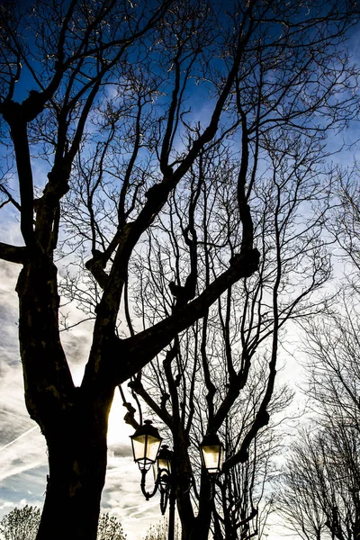 Plan Träd Med Bar Gren Framför Klarblå Himmel — Stockfoto