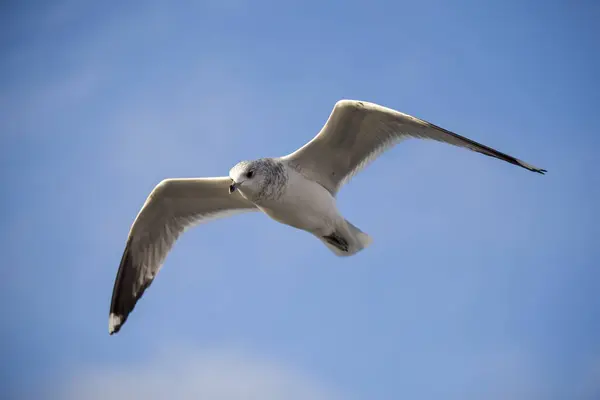 Aves Marinhas Voando Contra Céu Azul — Fotografia de Stock