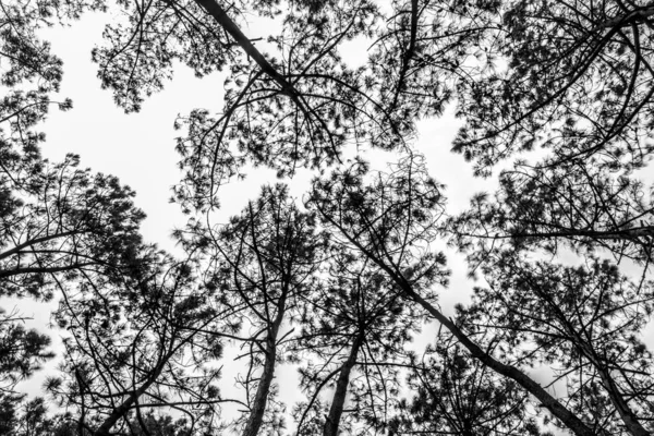 森林中松树的黑白照片 — 图库照片