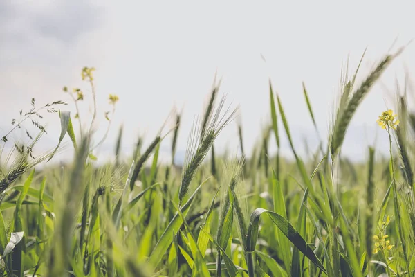 Campo Con Giovane Coltivazione Grano Verde — Foto Stock