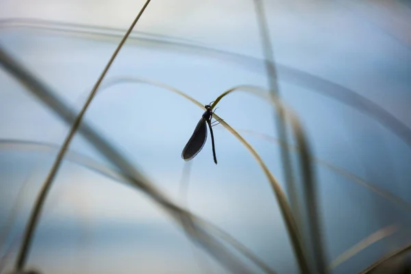 Μακροεντολή Του Προφίλ Dragonfly Μίσχο Χόρτο Στέλεχος — Φωτογραφία Αρχείου
