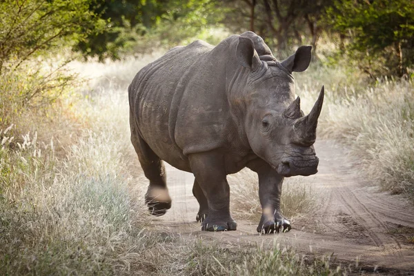 Neushoorn Bandia Natuurreservaat Senegal — Stockfoto