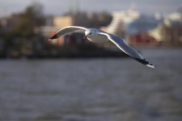 Tengeri Madár Repül Kék Felé — Stock Fotó