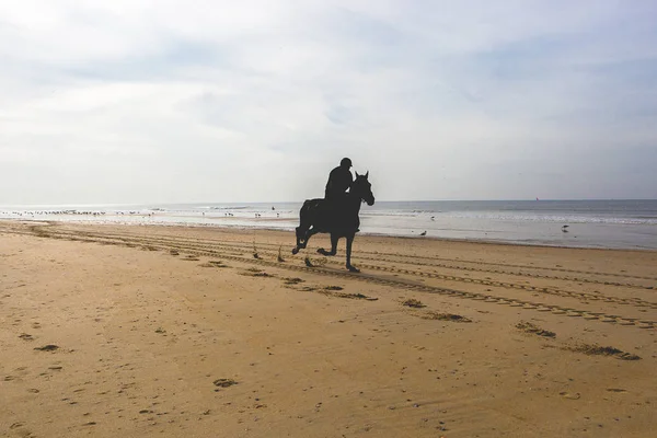 Cavaleiro Uma Praia Areia — Fotografia de Stock