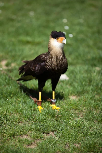 Falcoaria Ave Rapina Caracara — Fotografia de Stock