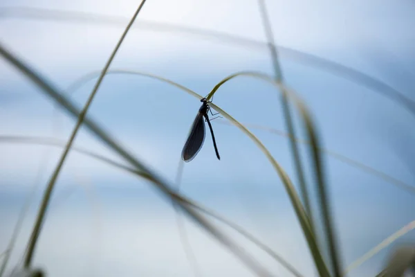 Μακροεντολή Του Προφίλ Dragonfly Μίσχο Χόρτο Στέλεχος — Φωτογραφία Αρχείου