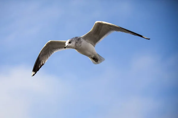 Uccello Marino Che Vola Contro Cielo Blu — Foto Stock