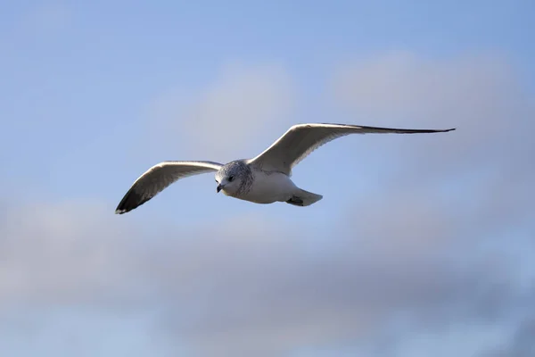 Mořský Pták Letící Proti Modré Obloze — Stock fotografie
