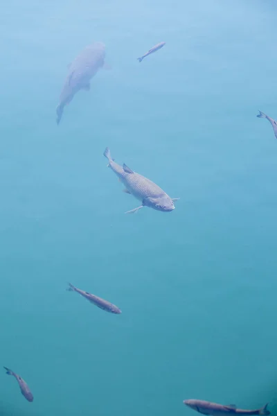 Fishes Swimming Clear Lake Water Plitvice Lakes National Park Croatia — Stock Photo, Image