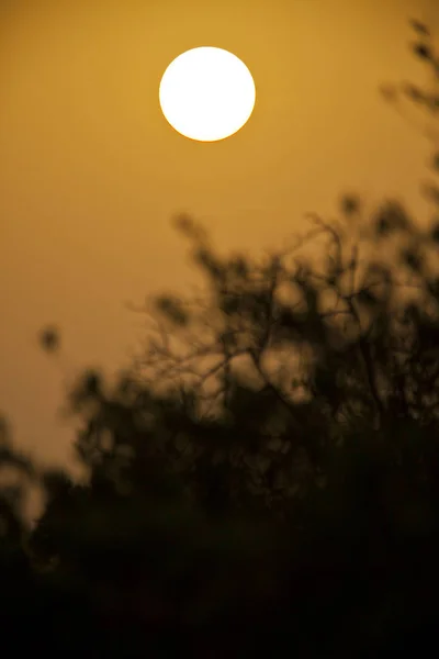 Baumsilhouette Sonnenuntergang Sine Saloum Senegal — Stockfoto