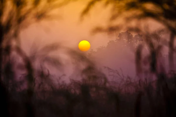 Sonnenuntergang Der Afrikanischen Savanne — Stockfoto