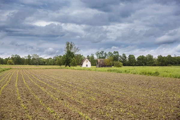 Fält Med Unga Grödor Och Dramatisk Gråhimmel Och Gammal Övergiven — Stockfoto