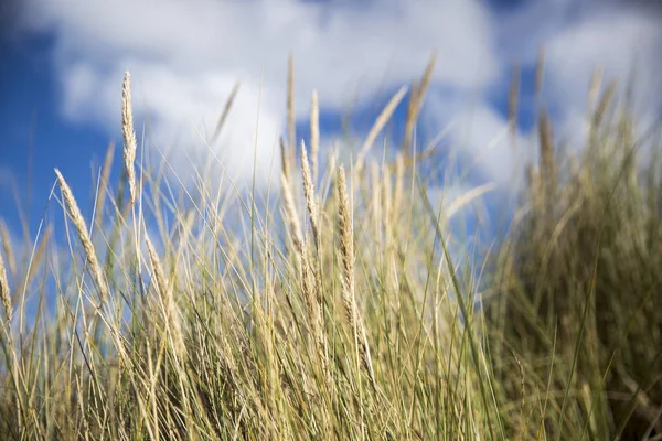 Herbe Des Dunes Dans Vent Par Après Midi Ensoleillé Été — Photo