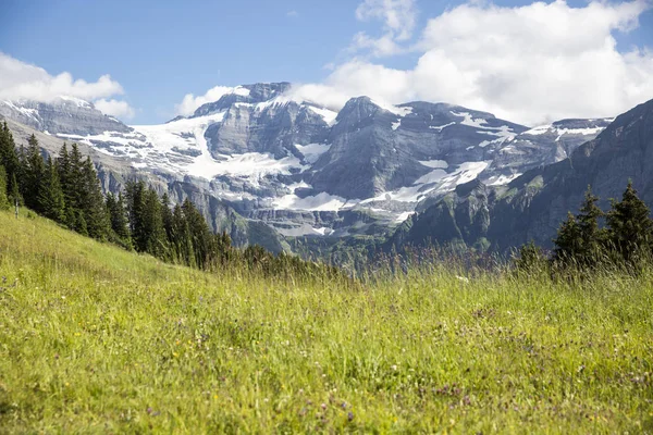Bucolic Green Summer Alpine Landscape Swiss Alps Mountain Massif Canton Stock Picture