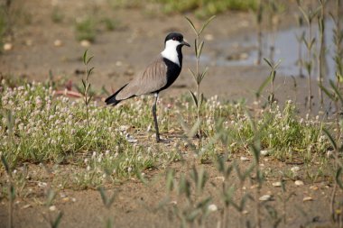 Çayırda kanatlı kanat çırpma