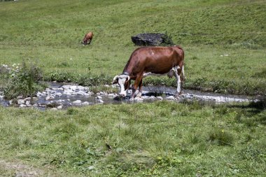 Bukolik yeşil yaz alp çayırı bir nehir dere sini geçen İsviçre, İsviçre Alpleri dağ masifi, kton du Valais, İsviçre