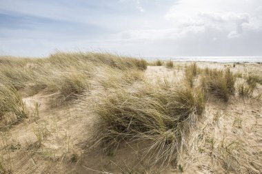 Fransa 'nın Vendee şehrinde L' aiguillon sur Mer sahilinde kumullar
