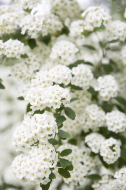 Beyaz Spiraea (Meadowsweet) Çiçekleri