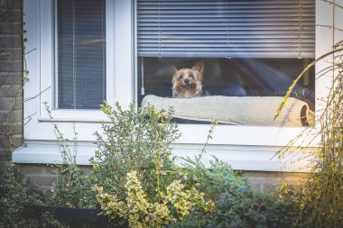 Küçük Yorkshire köpek bir pencerenin arkasından merakla bakıyor, Amsterdam, Hollanda
