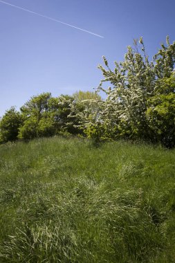 Çimenli, ağaçlı ve mavi gökyüzü