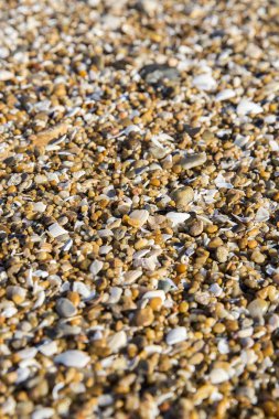 Sahildeki kuma yakın laş.