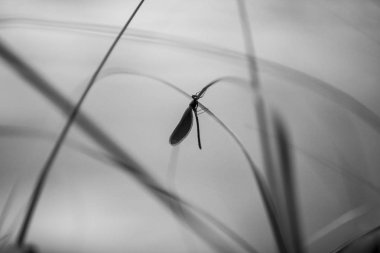 Kök çimen sapında profil yusufçuğu makrosu