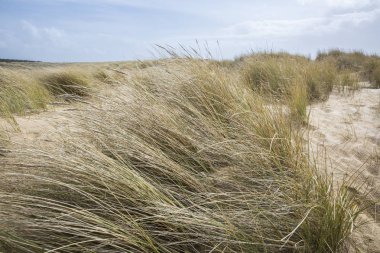 Fransa 'nın Vendee şehrinde L' aiguillon sur Mer sahilinde kumullar