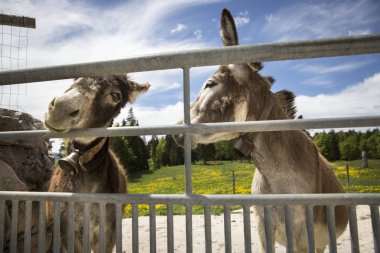 Çitin arkasındaki eşekler