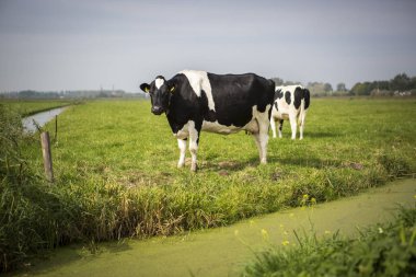 Hollanda Holstein süt tarlada otlatma, Hollanda