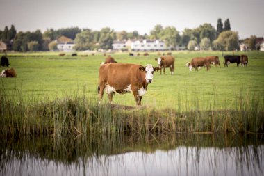 Hollanda Holstein süt tarlada otluyor, Hollanda