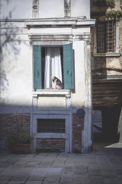 Venedik, İtalya'da bir pencerede güneşin altında dinlenen köpek