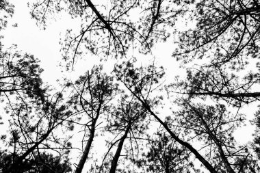 Çam ağaçlarının tepesinin dinamik alçak açılı görüntüsü