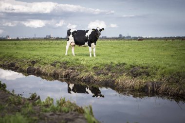 Hollanda Holstein süt tarlada otlatma, Hollanda