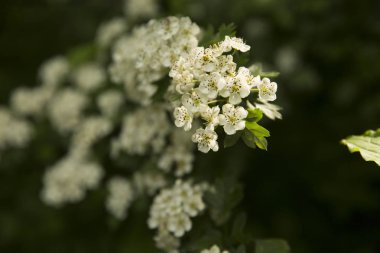 Yeşil yapraklı, beyaz çiçekli bir çalıya yaklaş.