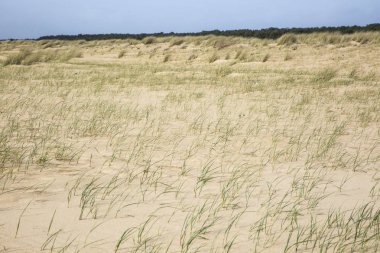 Fransa 'nın Vendee şehrinde L' aiguillon sur Mer sahilinde kumullar