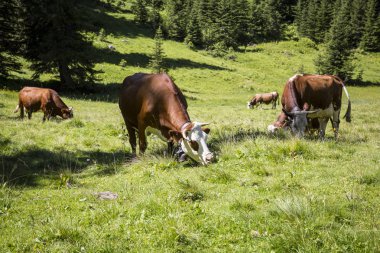 bukolik yeşil yaz alp çayır, İsviçre Alpleri dağ masif, kanton du Valais, İsviçre otlatma inekler