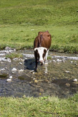 Bukolik yeşil yaz alp çayırı bir nehir dere sini geçen İsviçre, İsviçre Alpleri dağ masifi, kton du Valais, İsviçre
