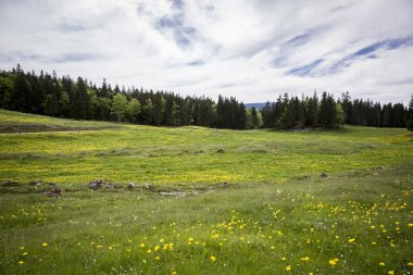 Çiçek açan yeşil çayırile pastoral dağ manzarası, Jura, İsviçre