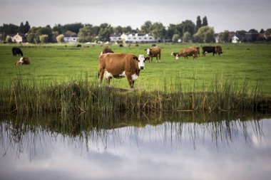 Hollanda Holstein süt tarlada otluyor, Hollanda