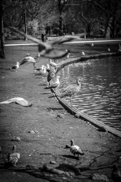 그레이트 아르데아 헤로디아스 공원에서 주위를 비둘기에 Surrpunded — 스톡 사진