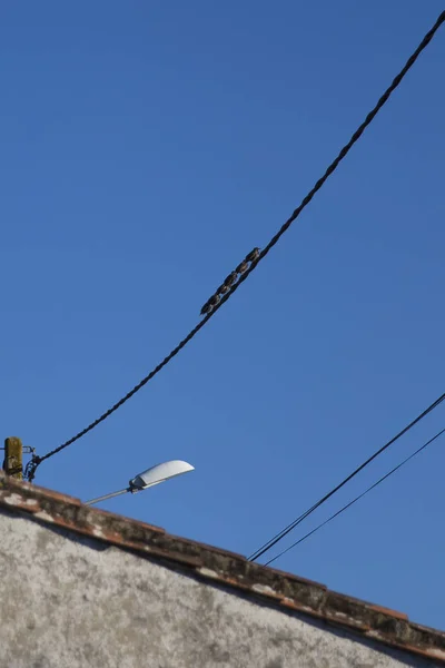 Pajaritos Negros Posados Sobre Cable Eléctrico Con Fondo Azul Del — Foto de Stock